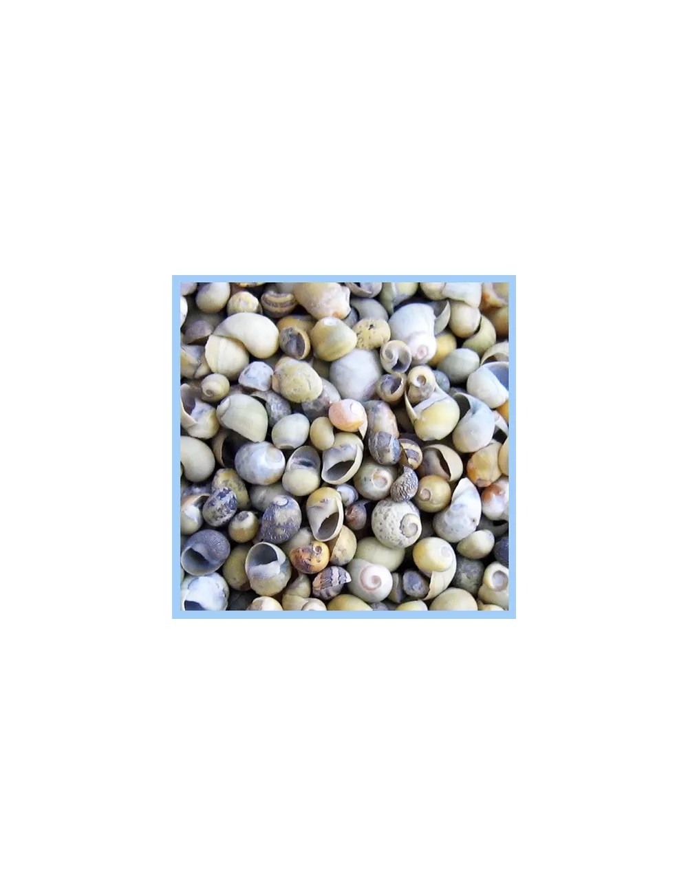 MINI ESCARGOT VERT/JAUNE  0.5 /0.8 cm  (200 gr)