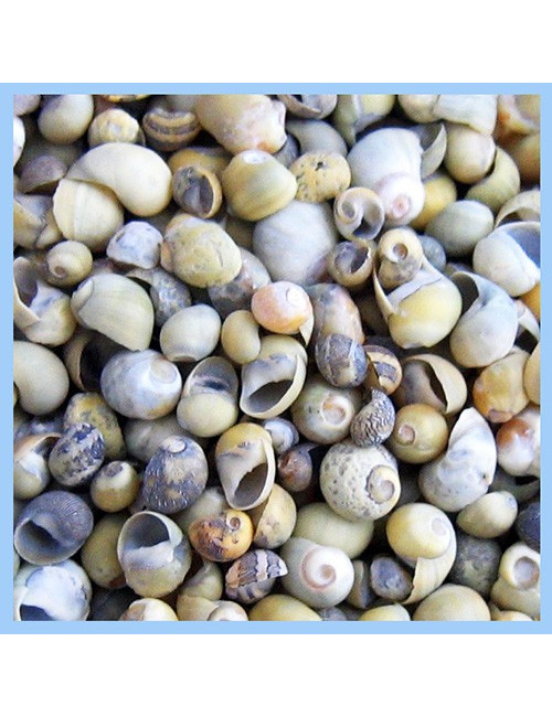 MINI ESCARGOT VERT/JAUNE 0.5 /0.