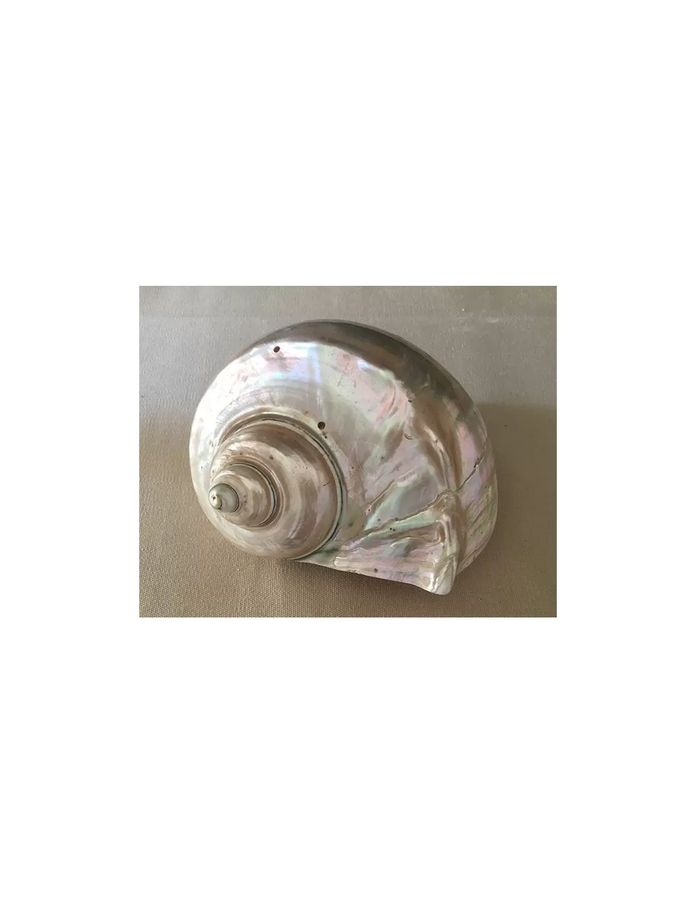 Turbo Marmoratus Nacré 15/16cm