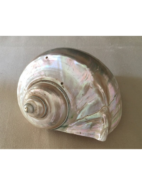 Turbo Marmoratus Nacré 15/16cm