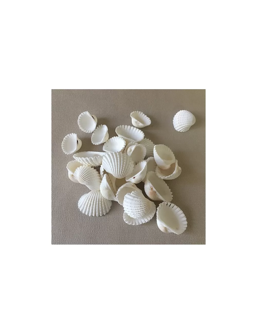 Cardium blanc PM 1/2cm au kilo