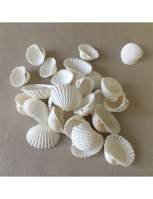 Cardium blanc PM 1/2cm au kilo