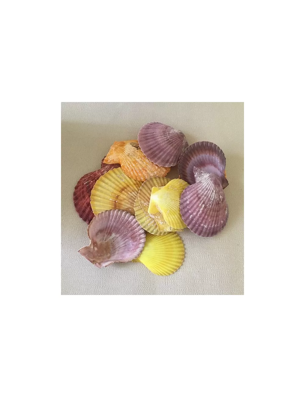 Valve de pecten nobilis 4/6cm au kilo