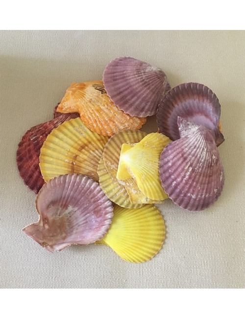 Valve de pecten nobilis 4/6cm au kilo