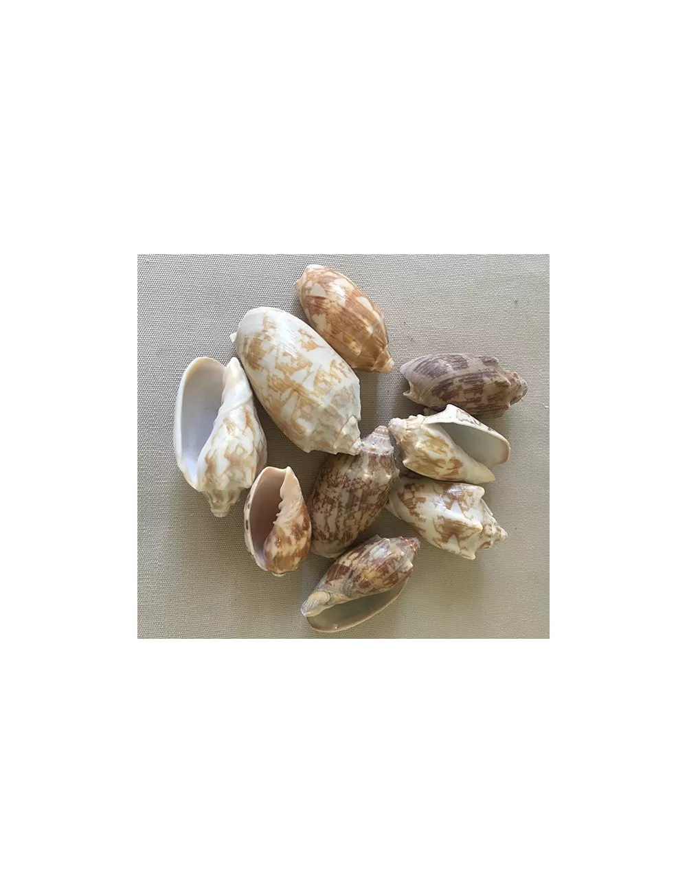 Volute vespertilio 4/7cm au kilo