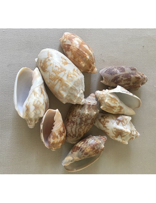 Volute vespertilio 4/7cm au kilo