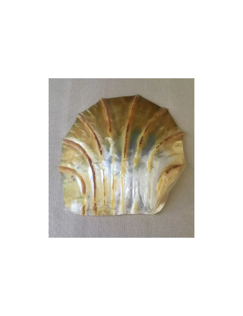 Huître perlière sculptée polie 15/17cm