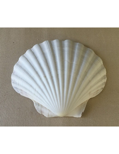 Coquille St Jacques 1 valve 11/13cm lot de 3