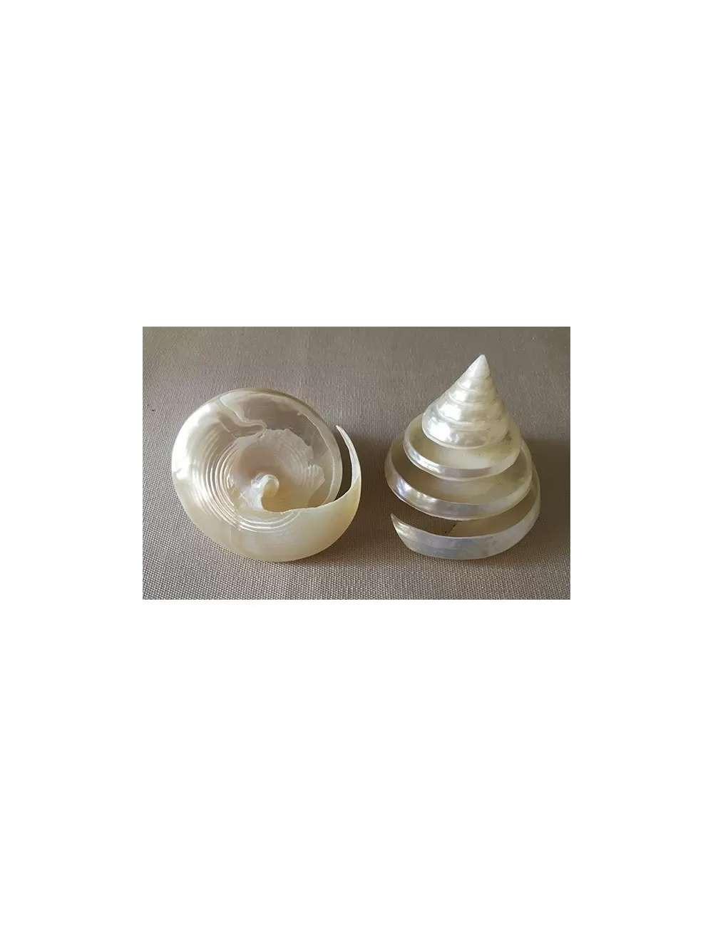 Trocha pyramide nacrée spirale 5/7cm lot de 3