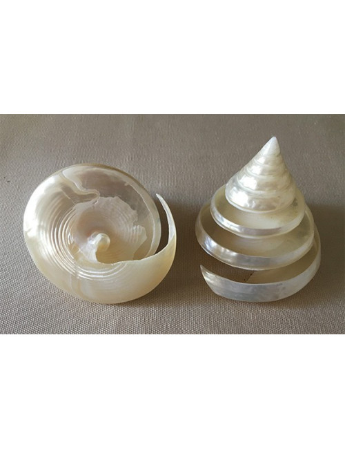 Trocha pyramide nacrée spirale 5/7cm lot de 3