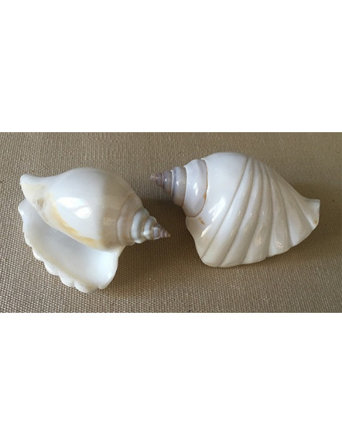 Strombus canarium festonné 6/7cm