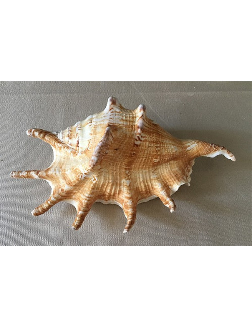 Lambis 16cm et plus