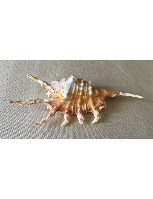 Lambis scorpio 11/18cm