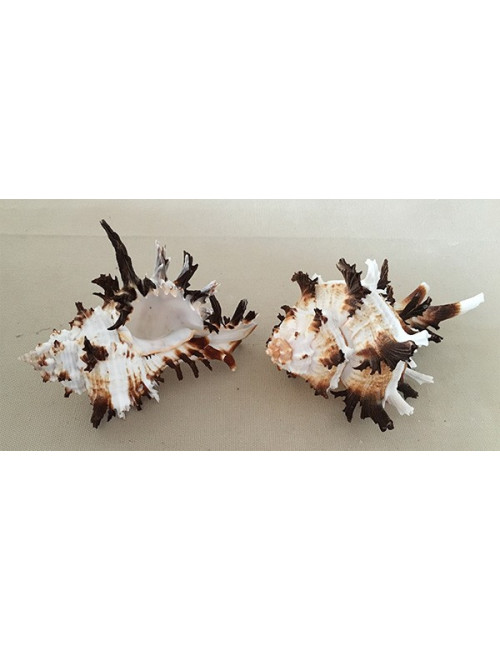 Murex indivia 11/15cm