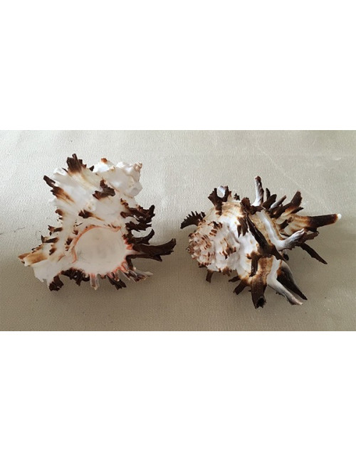 Murex indivia 7/9cm