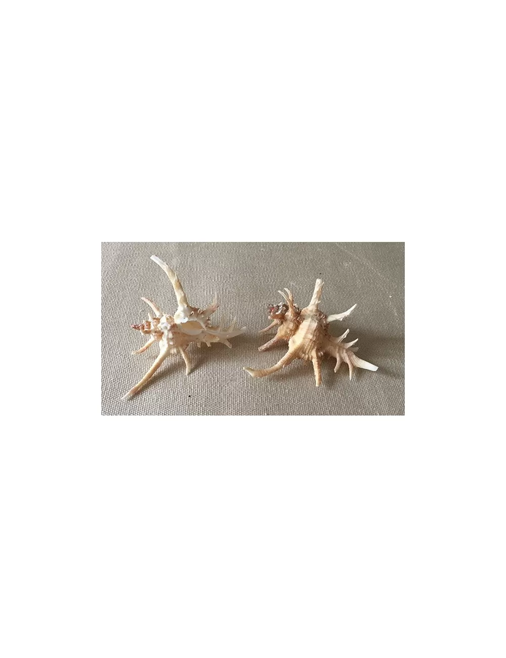 Murex cervicornis 5/6cm