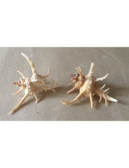 Murex cervicornis 5/6cm