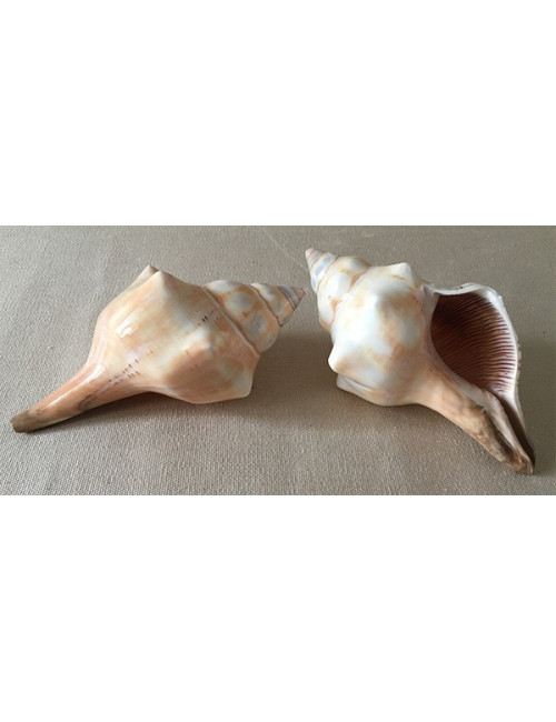 Fasciolaria trapézium polie 12/15cm