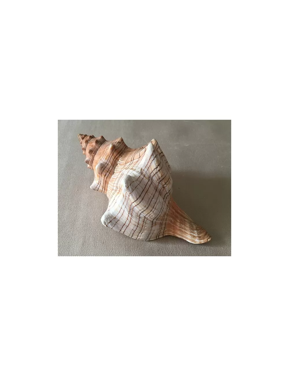 Fasciolaria trapézium 15/16cm