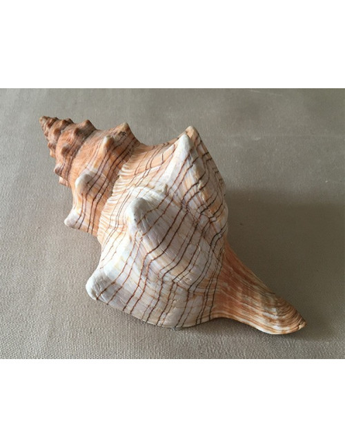 Fasciolaria trapézium 15/16cm