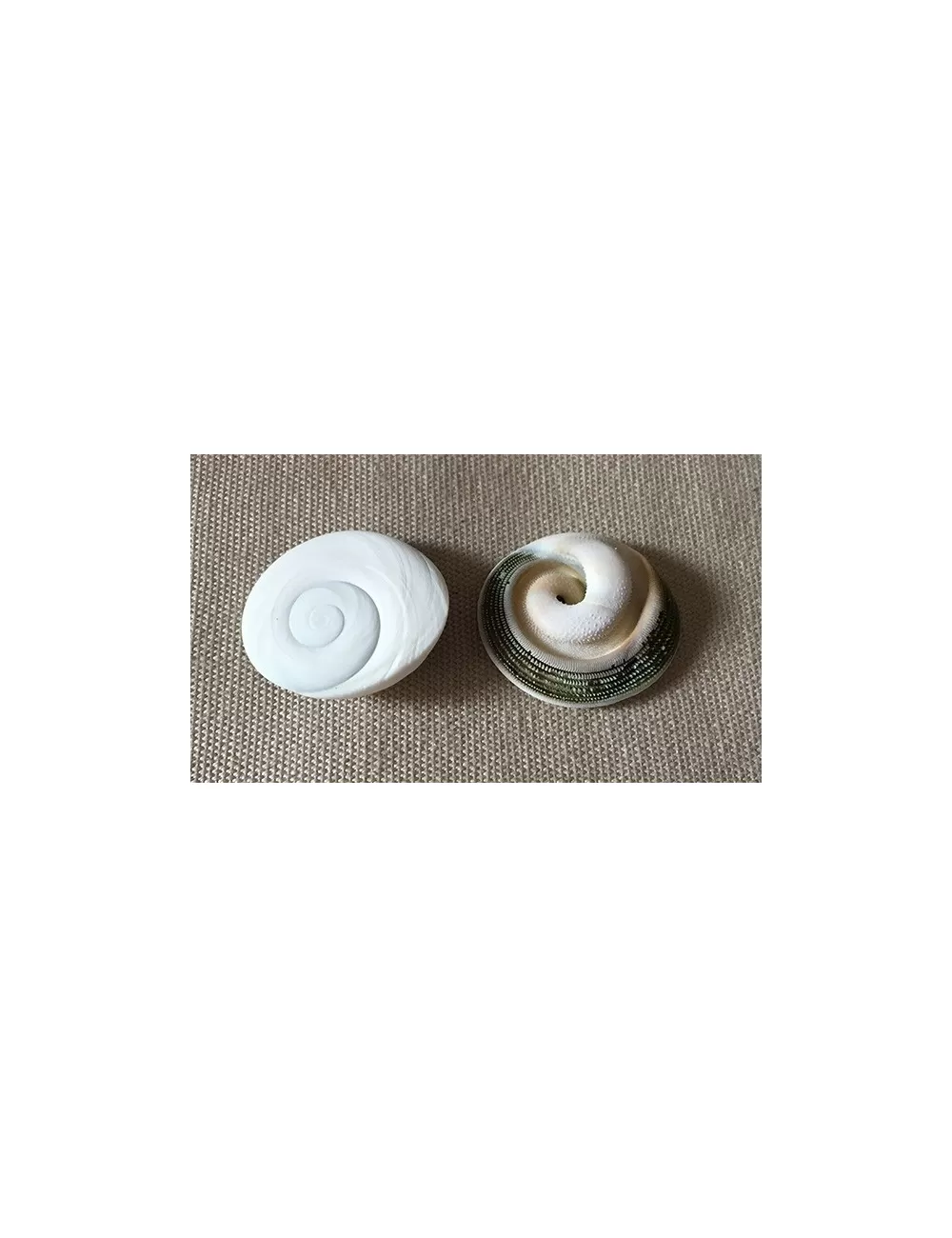 Opercule turbo de Costes 2.5/3cm