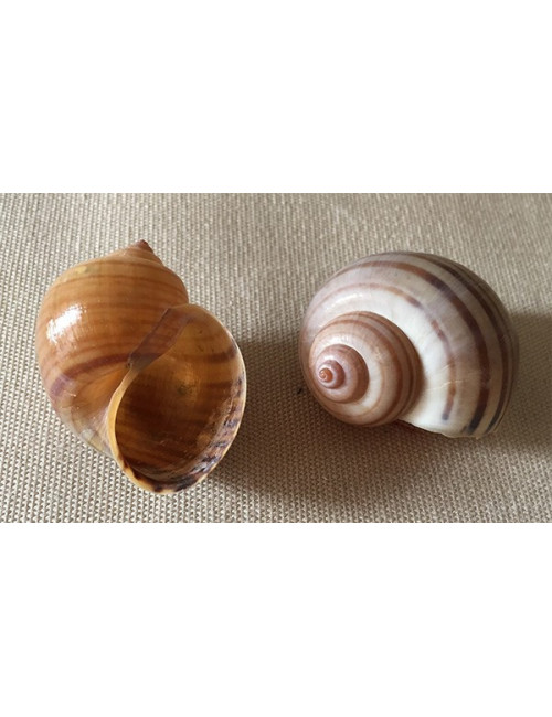 Terrestre - marron rayé 35/40mm