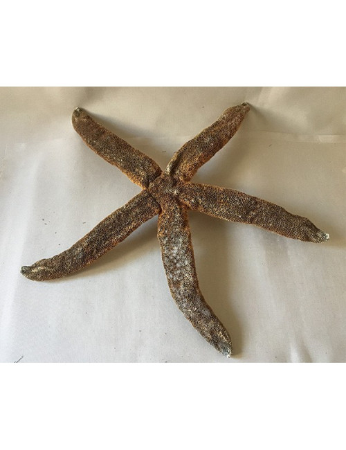 Etoile 'militarie starfish' 50/60cm