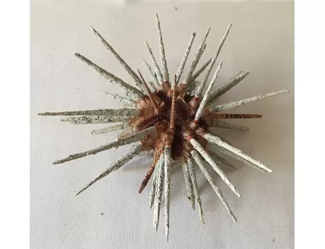 Oursin Prionocidaris 15/18cm