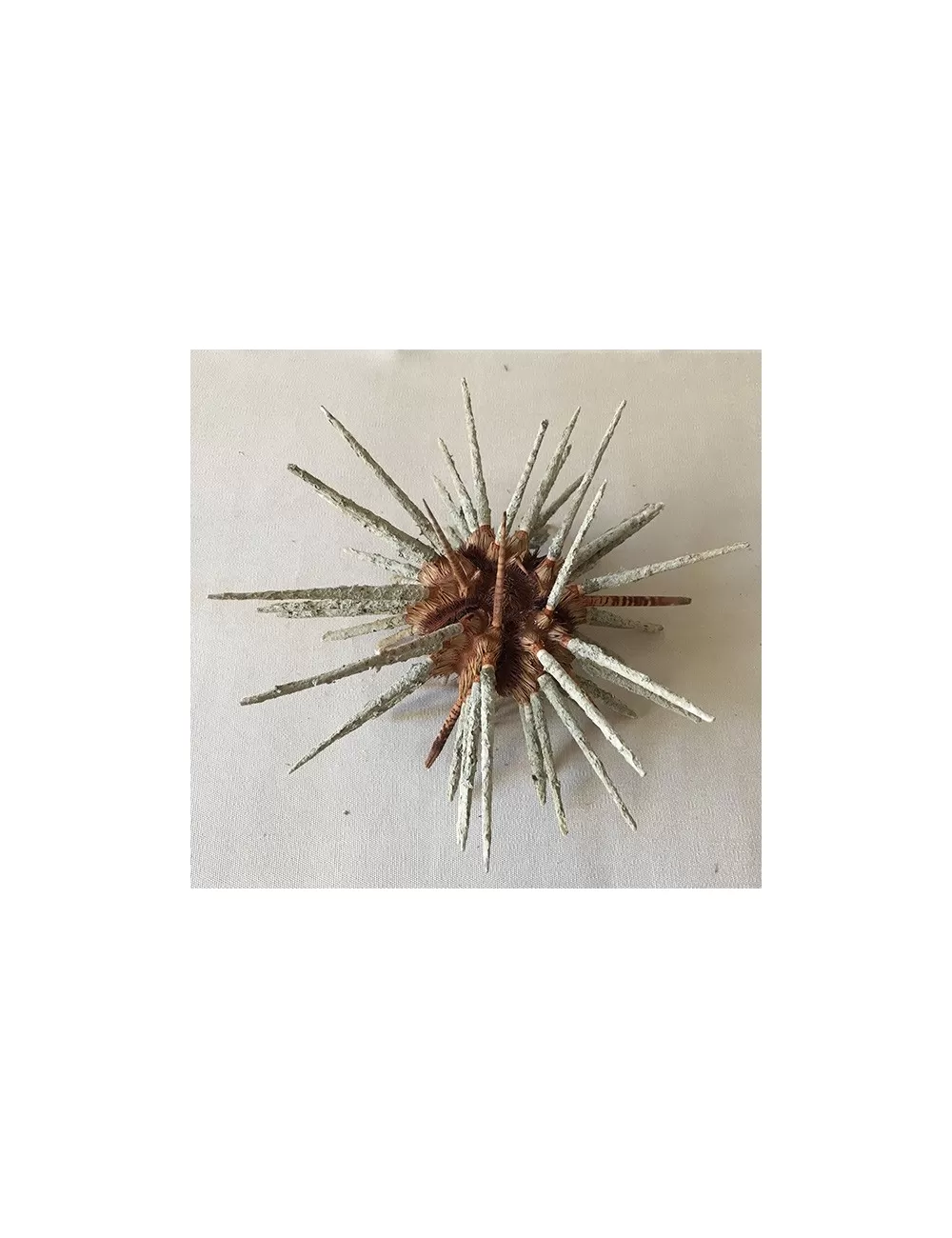 Oursin Prionocidaris 15/18cm