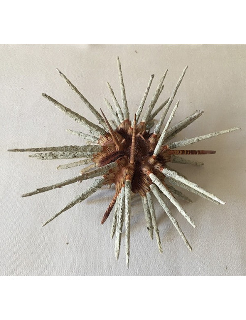 Oursin Prionocidaris 15/18cm