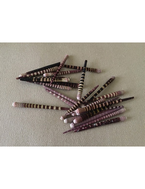 Piquants d'ousin tigré sachet de 25 pièces