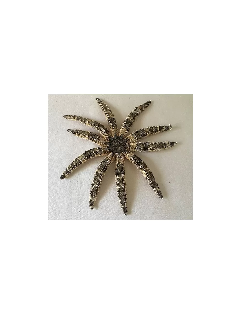Etoile de mer luididae 36/45cm