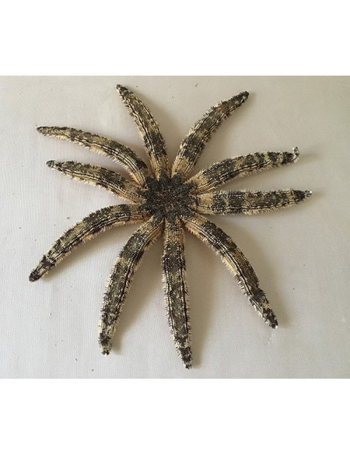 Etoile de mer luididae 36/45cm