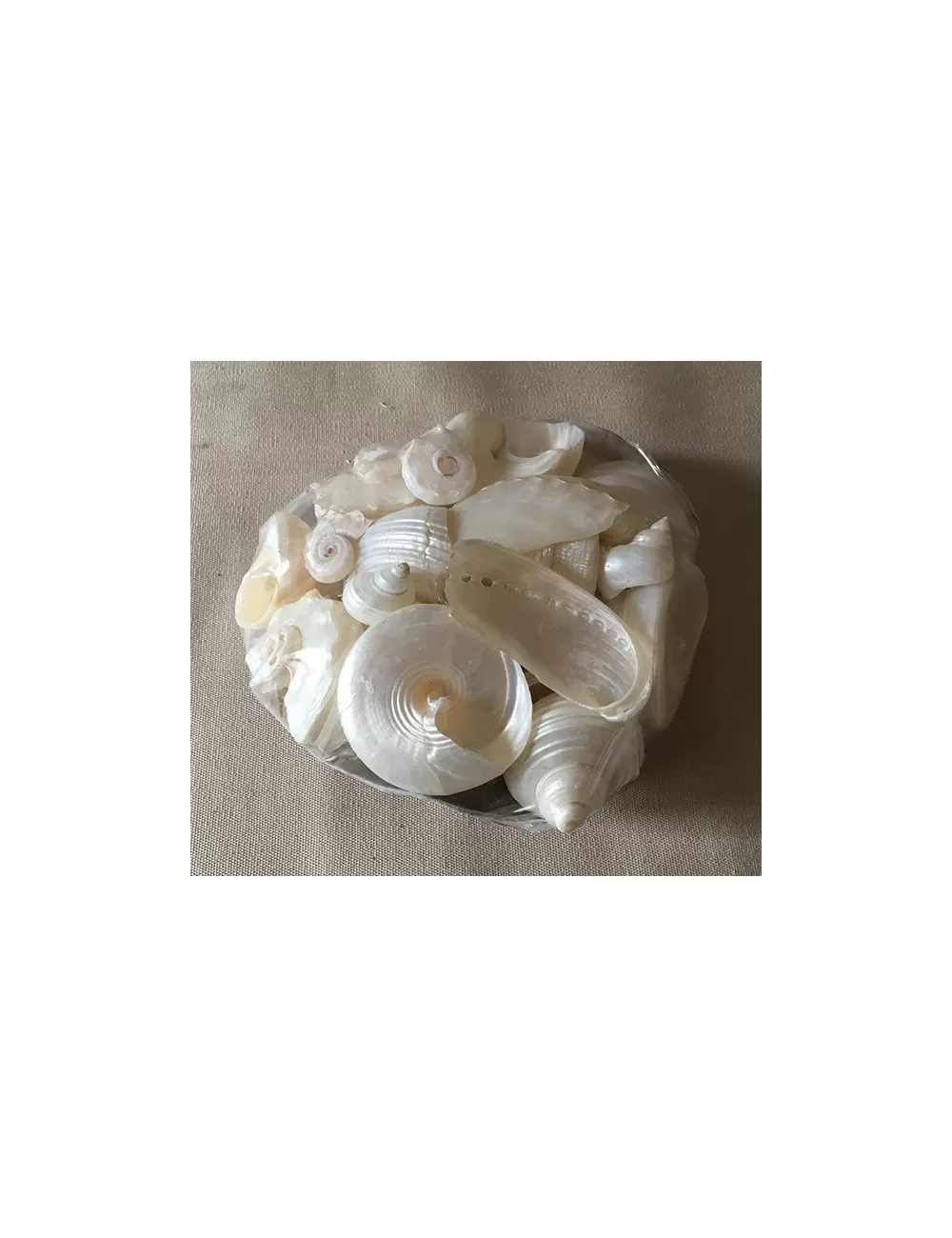 Coquillages nacrés dans coquillage placuna 13cm