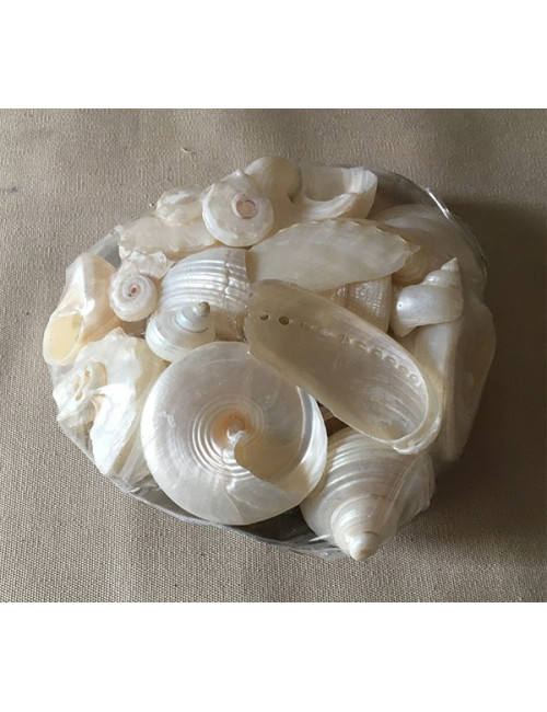 COQUILLAGES NACRES DANS PLACUNA 13cm par 1