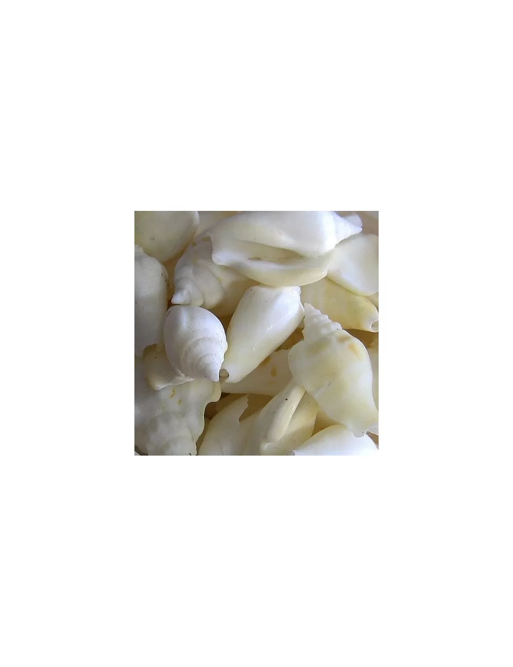 White chula 1.5/3 cm (au kilo)