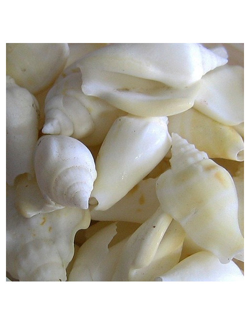 WHITE CHULA 1.5/3 cm (au kilo)