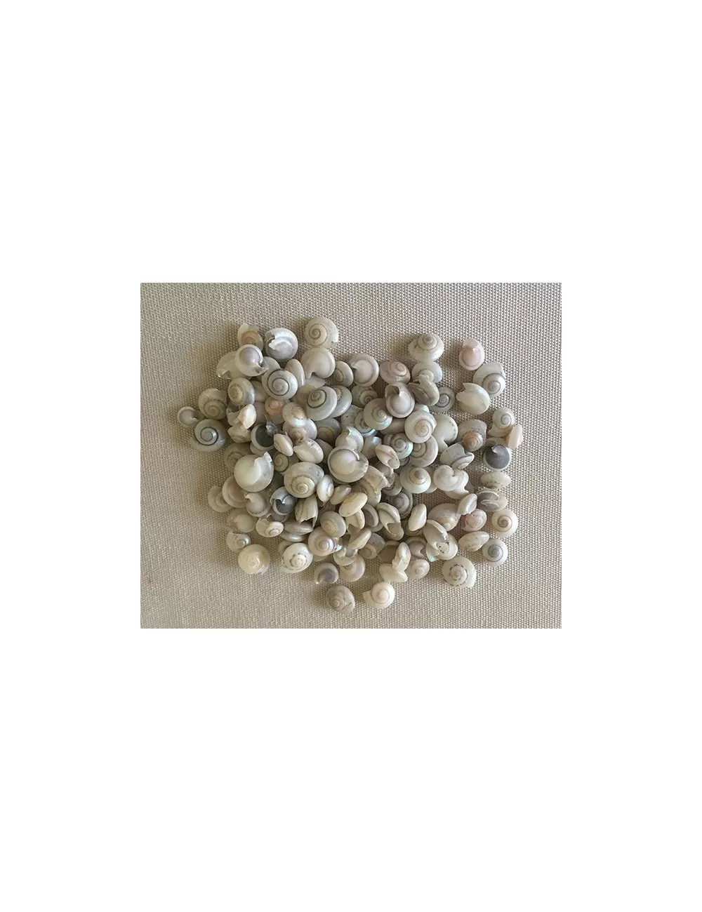 UMBONIUM BLANC 0.5cm (au kilo)