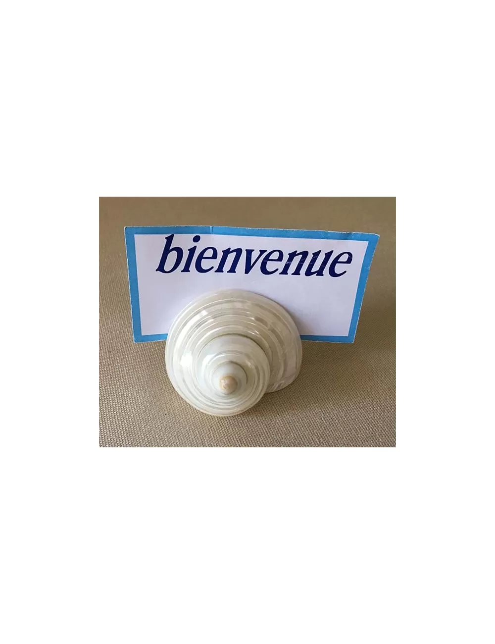 Turbo nacré avec fente pour porte message 5/6cm