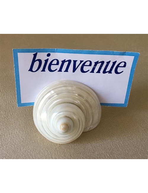 Turbo nacré avec fente pour porte message