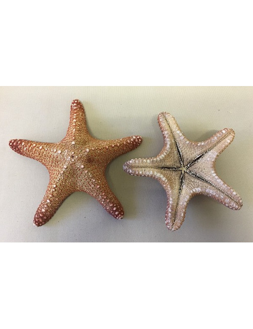 ETOILE DE MER JUNGLE NATURELLE 14/18cm