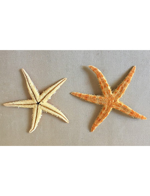 ETOILE DE MER PLATE 7/10cm (lot de 5)