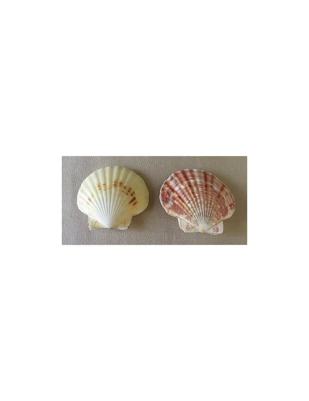 Pecten macasariensis 4/6cm (lot de 3)