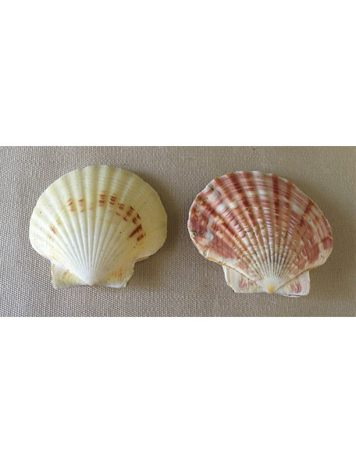 Pecten macasariensis 4/6cm (lot de 3)