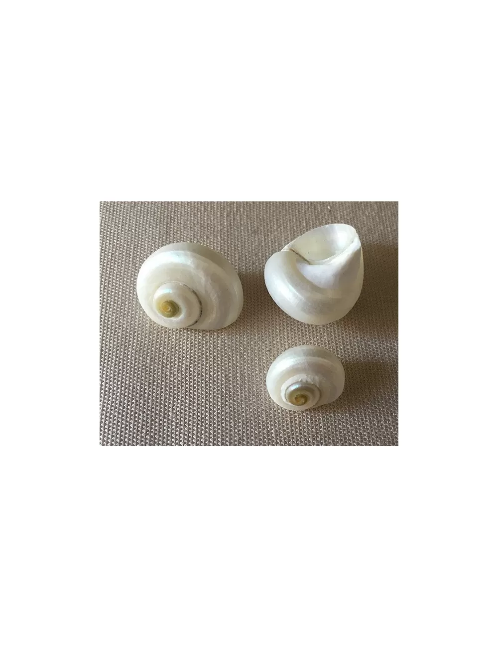 Umbonium nacré 1/2cm (lot de 5)
