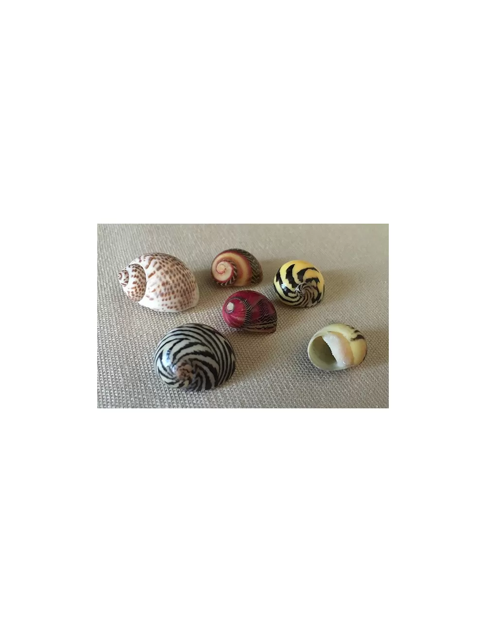 NERITE COMMUNE COLOREE 0.5/1cm (lot de 10)