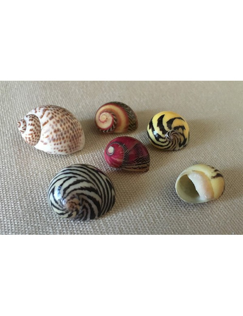 NERITE COMMUNE COLOREE 0.