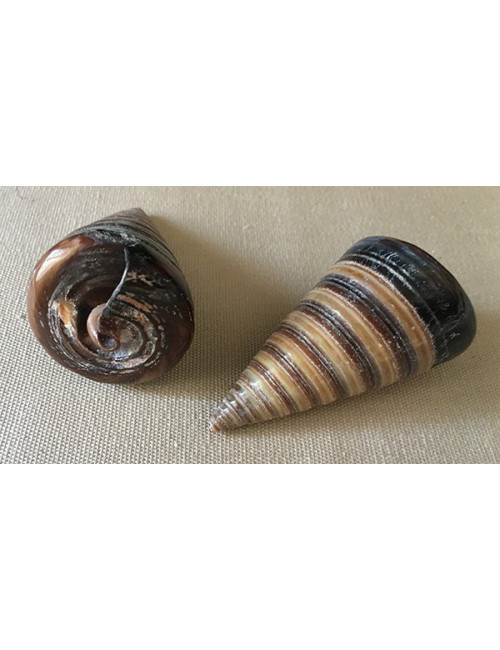 Télescopium poli 5/6cm (lot de 5)