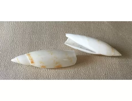 Terebellum blanc 4/5cm (lot de 3)