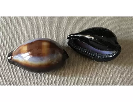 Cypraea onyx 3/4cm (lot de 3)